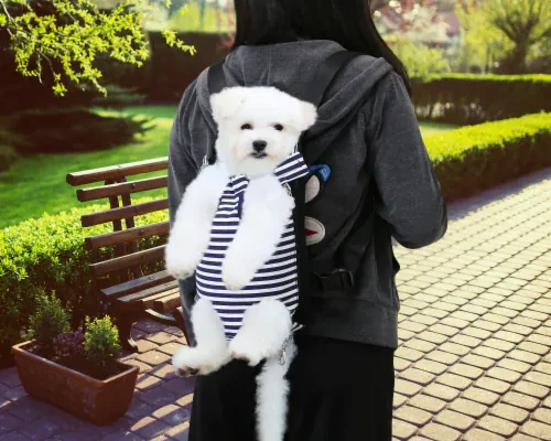 small dog in bag