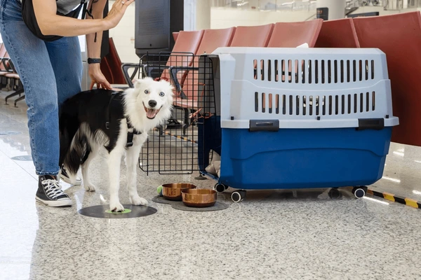 pets at home dog cage small