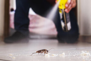 cockroach pest control
